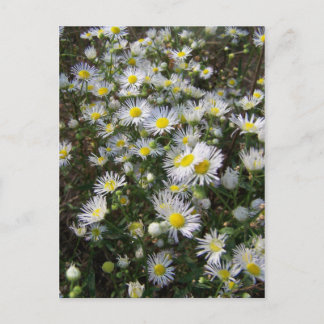 Fleabane Daisy Post Card