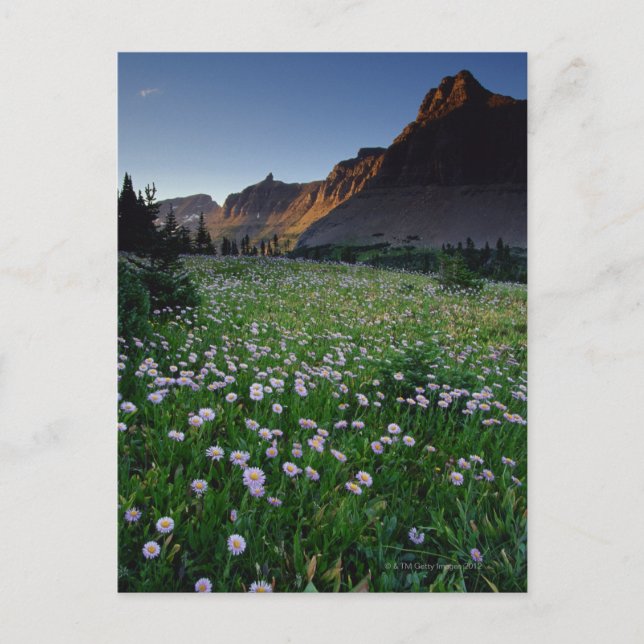 Fleabane in alpine meadow at Logan Pass , Postcard (Front)