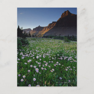 Fleabane in alpine meadow at Logan Pass , Postcard