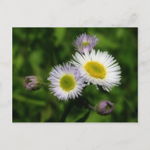 Fleabane White Daisies Flower Postcard