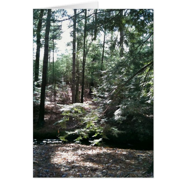 Flèche printanière (Devant)