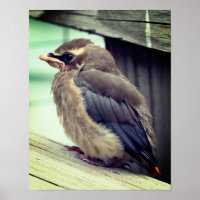 Fledgling Baby Cedar Waxwing Bird