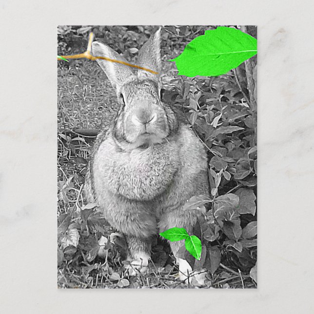 Flemish Giant Rabbit B & W with Green Leaves Postcard (Front)