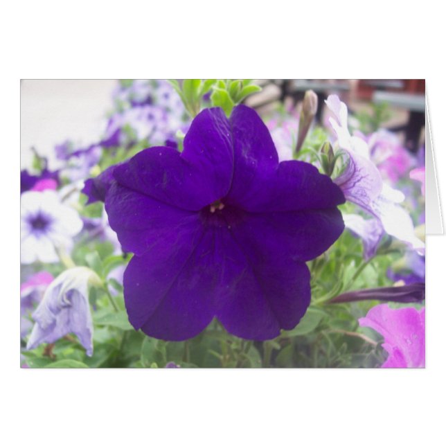 Fleur (Devant horizontal)