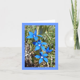 Fleur alpine de gentiane bleue -- Carte de voeux