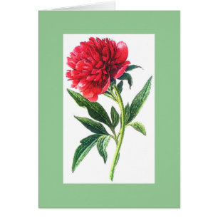 Fleur assez rose de jardin de pivoine