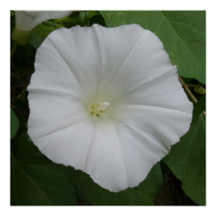 Fleur blanche 20" x 20", Poster Papier, Semi-brill