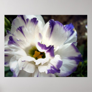 Fleur blanche avec affiche à garniture violette