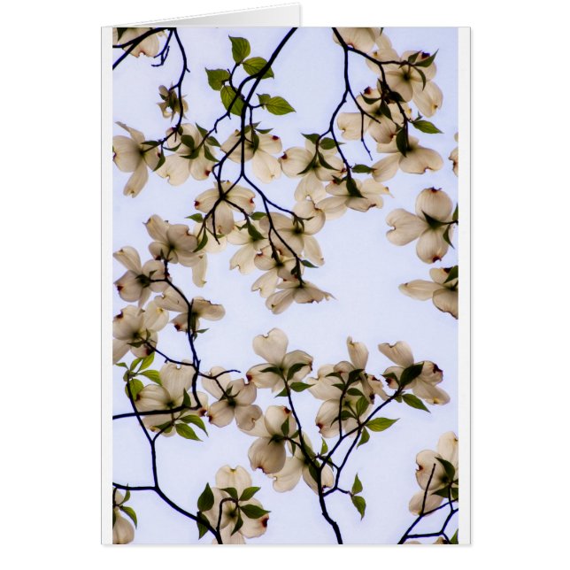 Fleur blanche de cornouiller (Devant)