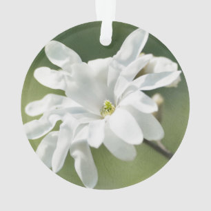 Fleur blanche de Magnolia