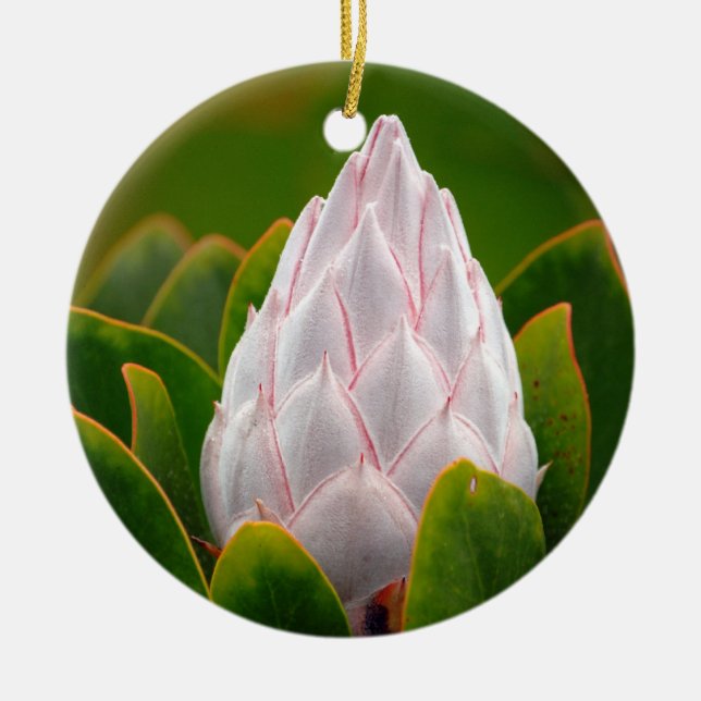 Fleur blanche du Roi Protea, ornement de Noël (Devant)