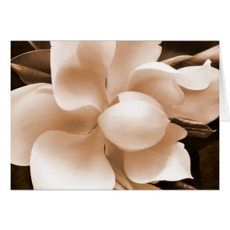Fleur blanche Magnolia Sepia Arrière - plan noir