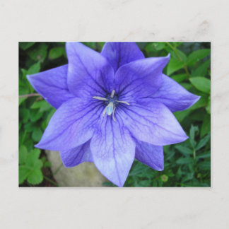 Fleur bleue postcard