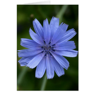 Fleur Chicorée