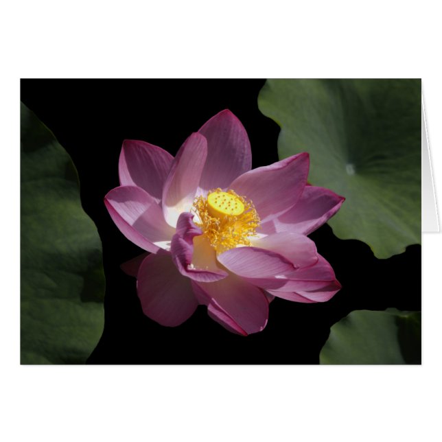 Fleur chinoise de Lotus (Devant horizontal)