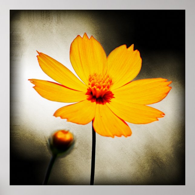 Fleur cosmos jaune - Poster d'art (Devant)