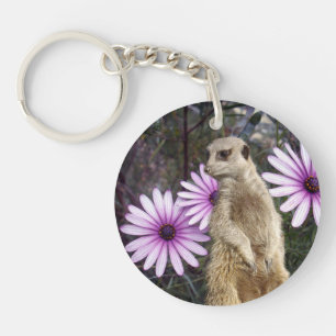Fleur Curieuse : Meerkat Parmi Les Marguerites Vio