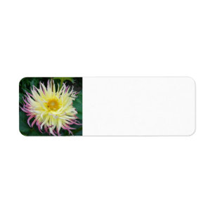 Fleur Dahlia jaune