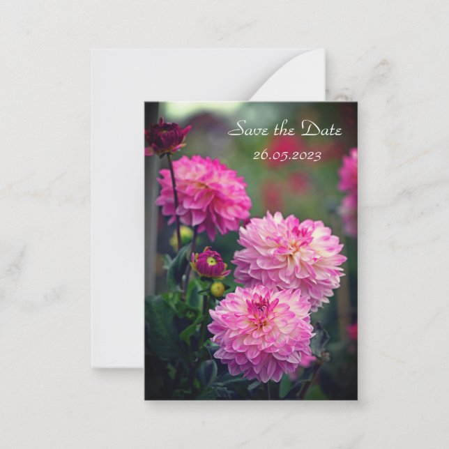 Fleur Dahlia rose et blanc Enregistrer la carte Da (Devant)