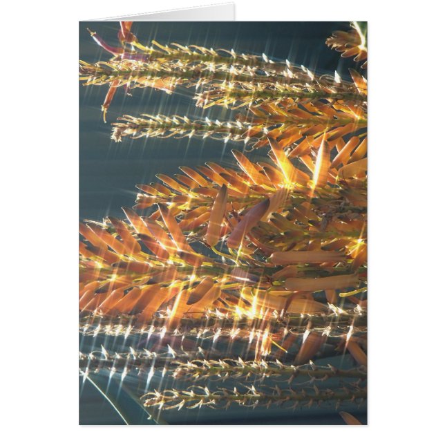 Fleur d'aloès (Devant)