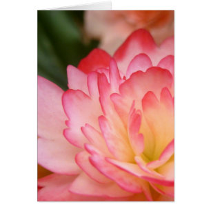 Fleur d'âme de bégonia