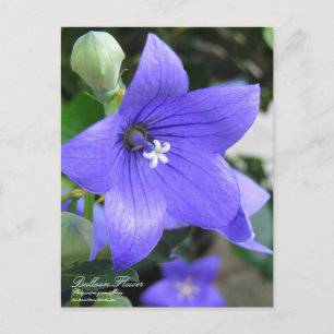 Fleur de ballon : Carte postale