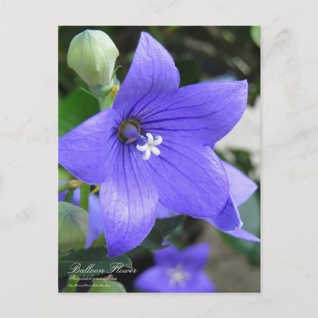 Fleur de ballon : Carte postale (Devant)