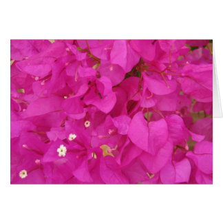 Fleur de bougainvilliers roses (Grèce)