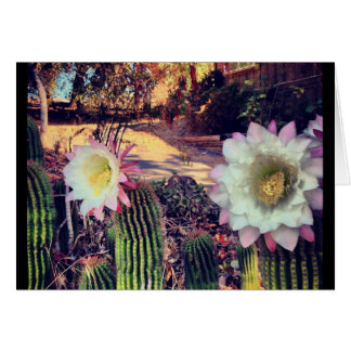 fleur de cactus