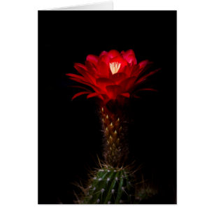 Fleur de cactus à torche rouge