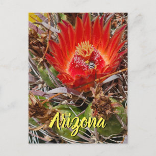 Fleur de cactus avec abeille, carte postale d'Ariz
