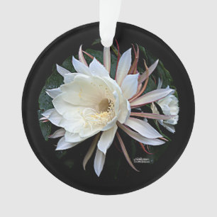 Fleur de cactus épiphyte