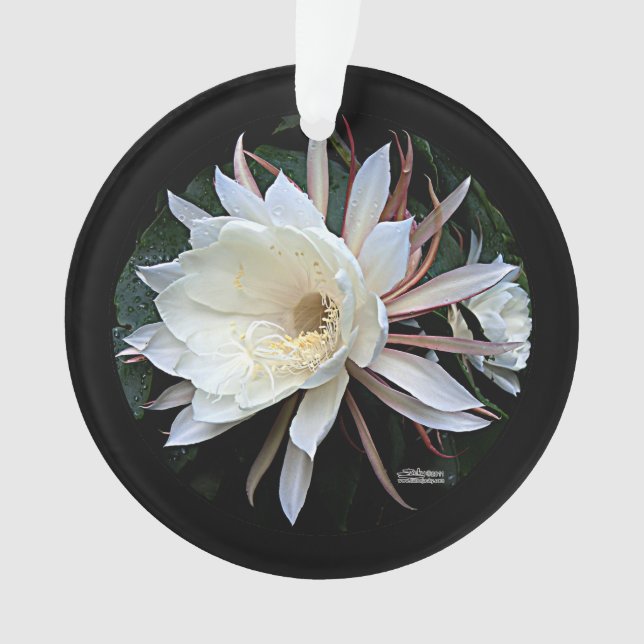 Fleur de cactus épiphyte (devant)