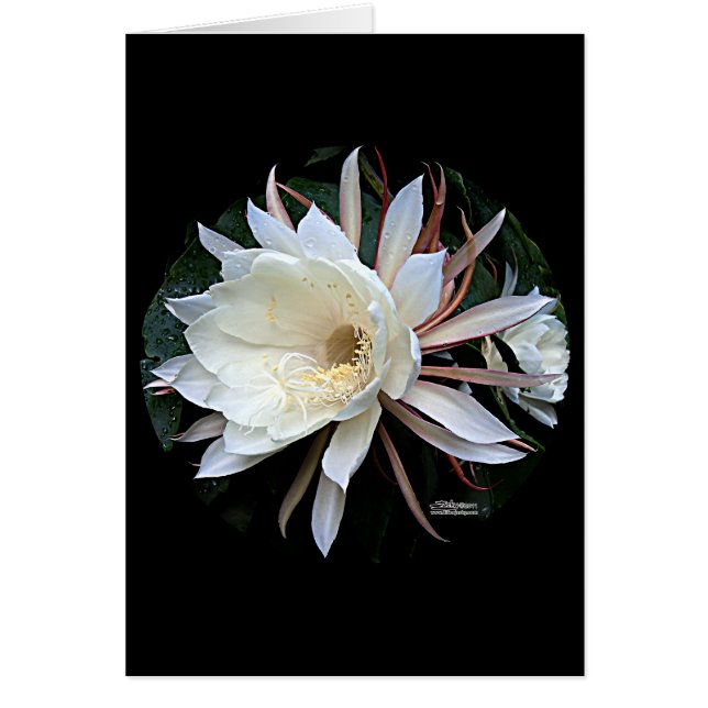 Fleur de cactus épiphyte (Devant)