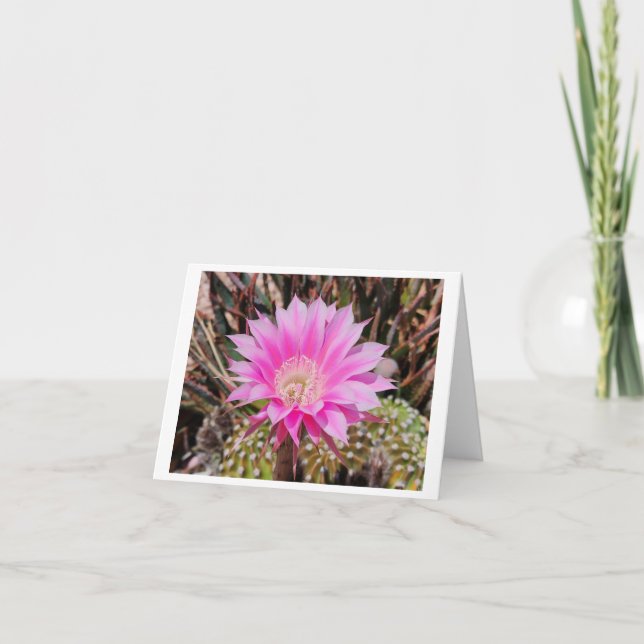 Fleur de cactus rose Plié Blanc Toute carte d'occa (Devant)