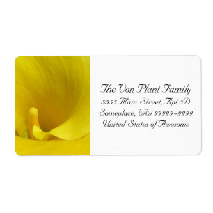 Fleur de calla jaune