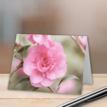 Fleur de Camellia rose doux