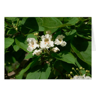 Fleur de Catalpa