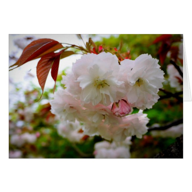 Fleur de cerise (Devant horizontal)
