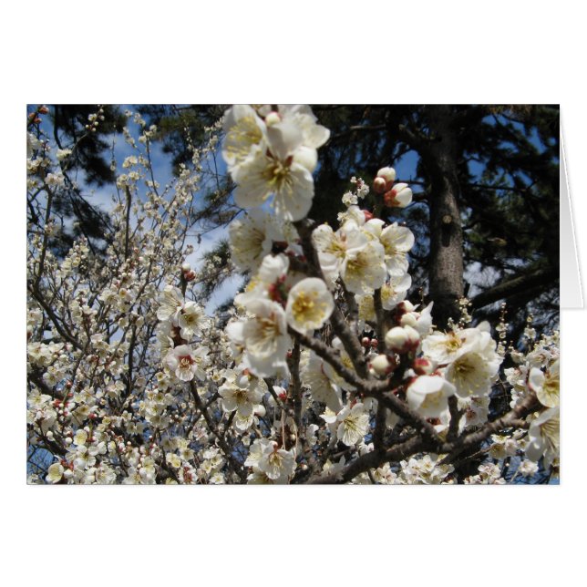 Fleur de cerisier blanc / Sakura / ク ラ(桜)Carte (Devant horizontal)