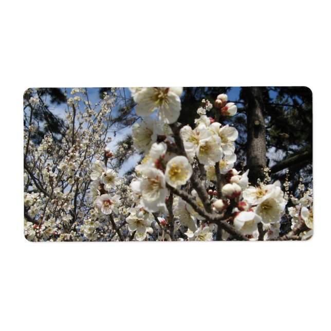 Fleur de cerisier blanc / Sakura / ク(桜) (Devant)