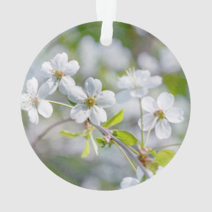 Fleur de cerisier blanche