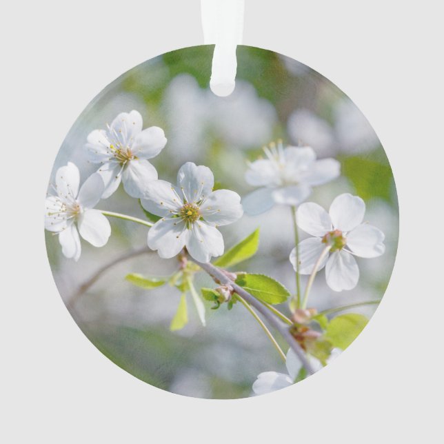 Fleur de cerisier blanche (dos)