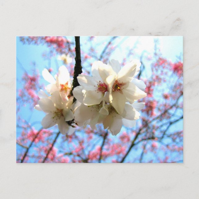 Fleur de cerisier - Carte postale (Devant)
