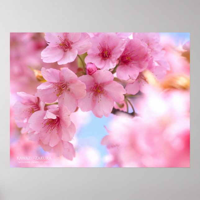 Fleur de cerisiers"Kawazu-zakura" : Poster (Devant)