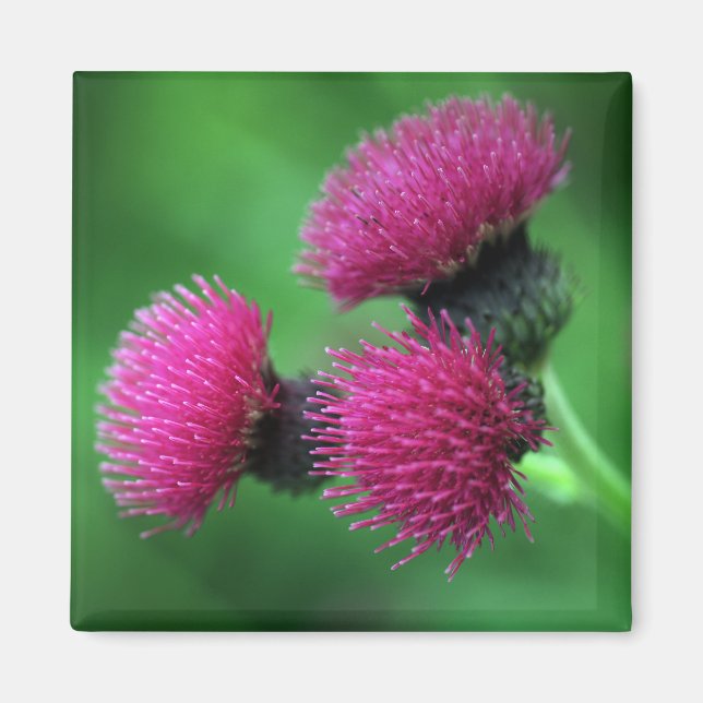 Fleur de chardon pourpre Magnet (Devant)