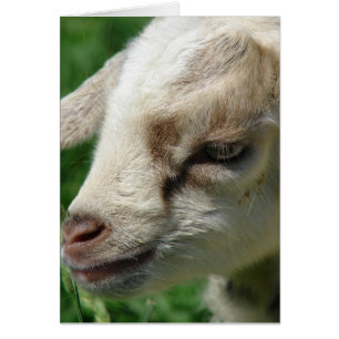 Fleur de chèvre enfant