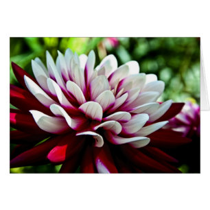 Fleur de dahlia rouge et blanche