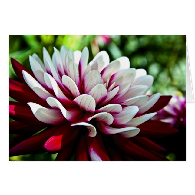 Fleur de dahlia rouge et blanche (Devant horizontal)