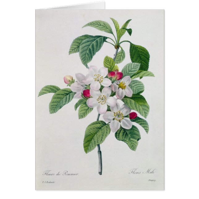 Fleur, de 'DES de Les Choix plus des belles (Devant)